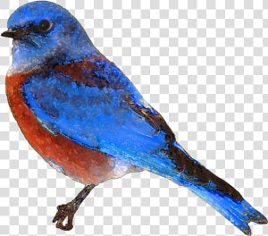 Eastern Bluebird Clip Art   No Background Blue Bird  HD Png Download