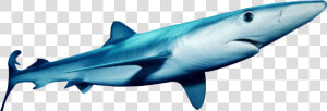 Hungry Shark Fanon Wiki   Blue Shark Png  Transparent Png