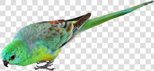 Bird  Parrot  Small  Green  Australian  Wildlife   Australian Parrot Png  Transparent Png