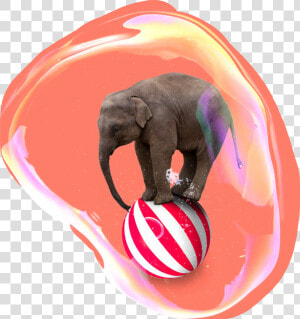  circus  elephant  bubble   Elephant On A Ball  HD Png Download