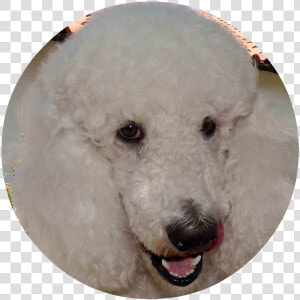 Transparent Goldendoodle Png   Standard Poodle  Png Download