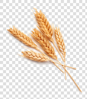 Single Grain Of Wheat  HD Png Download