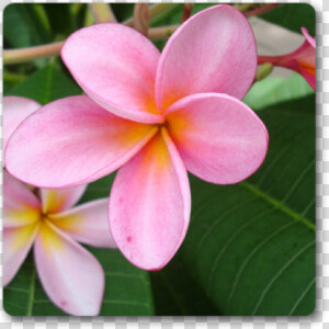 Pink Plumeria  HD Png Download