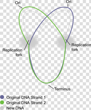 Circular Prokaryote Chromosome   Replication Of Prokaryotic Cell  HD Png Download