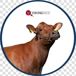 Calf  HD Png Download