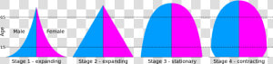 4 Types Of Population Pyramids Pdf  HD Png Download