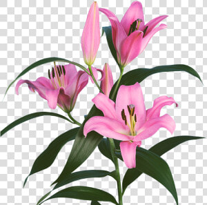 Pink Lilium Png  Transparent Png