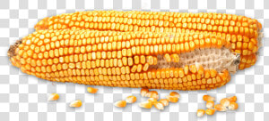 Corn Kernels  HD Png Download