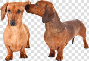 Dachshund Png   Weiner Dog Transparent  Png Download