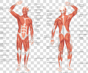 Muscular   Muscle System In Human Body  HD Png Download