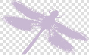 Dragonfly Silhouette Png Download   Dragonfly  Transparent Png