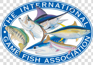 Igfa Logo   International Game Fish Association  HD Png Download