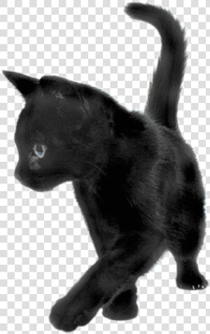 Playing Black Cat   Black Kitten Transparent Background  HD Png Download