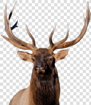 Moose  Elk Png   Elk  Transparent Png