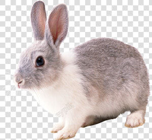 Vector Rabbit Realistic   Rabbit Png  Transparent Png