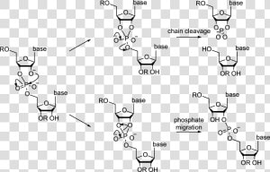 3 Phosphate Rna  HD Png Download