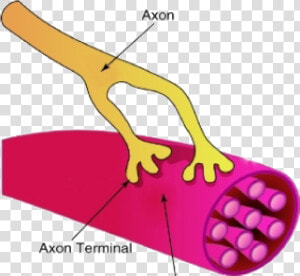 A Synapse Between A Neuron And A Muscle Cell   Neurons Vs Muscle Cells Similar  HD Png Download