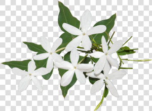 Best Jasmine Flower Png Ideas   Transparent Background Jasmine Flower Png  Png Download