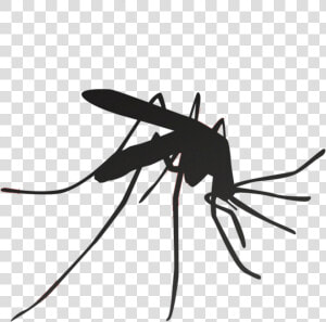 Mosquito Household Insect Repellents Pest Control   Malaria Mosquito  HD Png Download