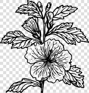 Hibiscus   Hibiscus Plant Simple Drawing  HD Png Download