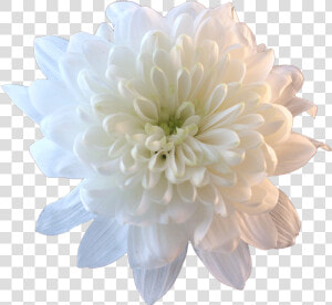 Flower Png Tumblr Flowers   Chrysanthemum Transparent  Png Download