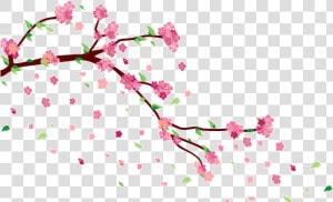 Cherry Blossom Png Falling By Ayshamostafiz On Deviantart   Cherry Blossom Aesthetic Transparent  Png Download