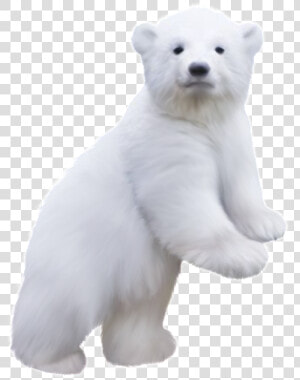 Polar Bear Clip Art   Baby Polar Bear Png  Transparent Png