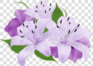 Transparent Purple Clipart   White And Purple Flowers Png  Png Download