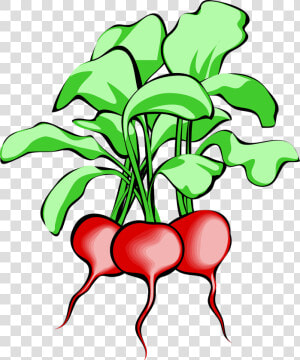 Radish Clipart  HD Png Download