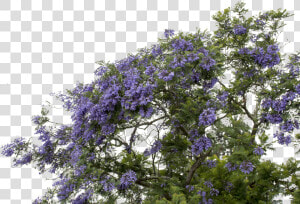  mq  purple  flower  flowers  bush   Wisteria Png  Transparent Png