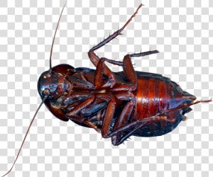 Cockroach Png Image   Cockroach Png  Transparent Png