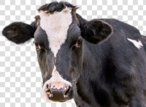 Cow Png Image   Black And White Cow Face Up Close  Transparent Png