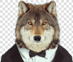  wolf  lobo  traje  smoking  corbata  animal  freetoedit   Imagenes Lobo Con Traje  HD Png Download