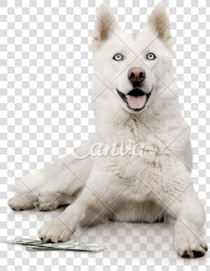 White Transparent Husky   White Husky Png  Png Download