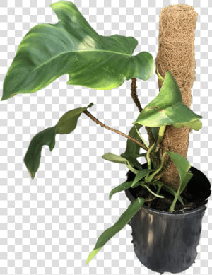 Transparent Philodendron Png   Philodendron Squamiferum  Png Download