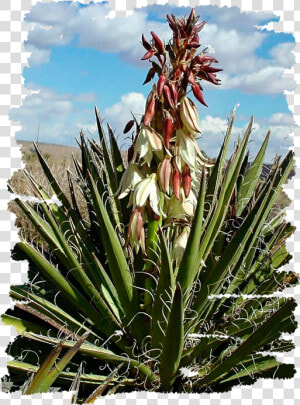 Yucca Blossom  HD Png Download