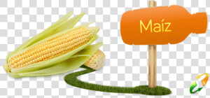 Maiz Elote  HD Png Download