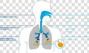 Particles In The Respiratory Tract   Pm Particles Respiratory Tract  HD Png Download