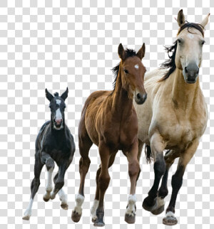 Foal   Small Medium Large Horses  HD Png Download