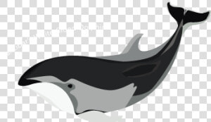 Wholphin  HD Png Download