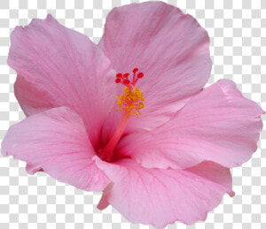 Hawaiian Hibiscus Flower Hawaiian Hibiscus Plant Stem   Hibiscus Transparent  HD Png Download