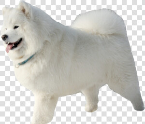 Samoyed Png  Transparent Png