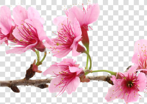 Cherry Blossom Extract Bio cellulose Mask   Sakura Flower  HD Png Download