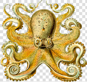 Octopus 2 Clip Arts   Ernst Haeckel Sea Creature  HD Png Download