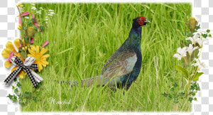 Ring necked Pheasant  HD Png Download