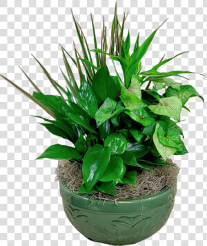 Emerald Dish Garden   Houseplant  HD Png Download