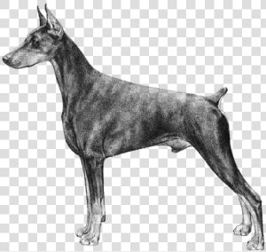 Doberman Pinscher  HD Png Download