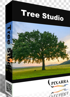 Tree Studio   Twistedbrush Tree Studio  HD Png Download