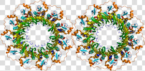 Protein Rad52 Pdb 1h2i   Rad52 Protein  HD Png Download