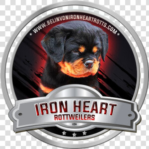 Haus Rottweiler Imperial Warrior  HD Png Download